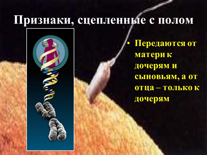 Признаки, сцепленные с полом Передаются от матери к дочерям и сыновьям, а от отца